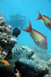Turtle and Nina. A picture taken at the Mnebe Atoll of th... by Rikard Andersson 